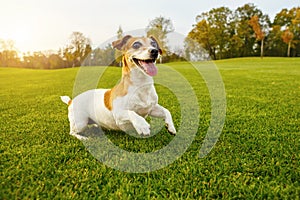 Cute playing jumping dancing pup.