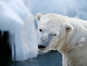 Cute polar bear