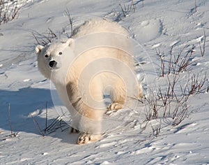 Cute polar bear cub