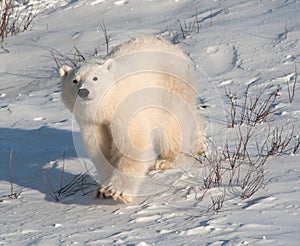 Cute polar bear cub