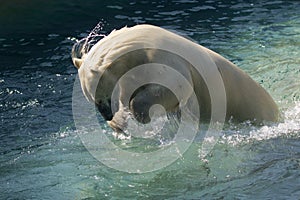 Cute Polar Bear Diving into the Water