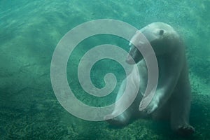 Cute Polar Bear Sitting Underwater