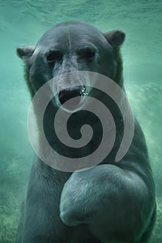 Cute Polar Bear Swimming Underwater Looking at Camera