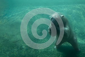 Cute Polar Bear Underwater Diving off Bottom