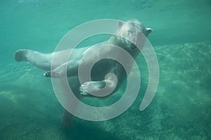 Cute Polar Bear Underwater Standing on One Leg