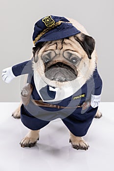 Cute Police dog,Happy Dog pug breed wering police uniform standing on gray background