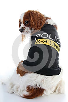 Cute police dog. Spaniel on white background. Dog costume on isolated white studio background closeup photo.