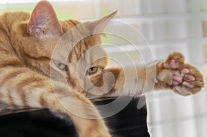 Cute polydactyl ginger cat shows large paw.