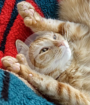 Cute polydactyl orange cat relaxing, showing extra toes.