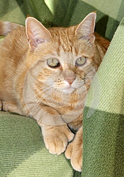 Cute polydactyl orange cat showing large paw with extra toes.