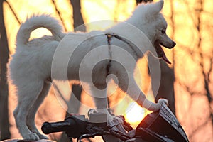 Cute pom dog on bike from India.