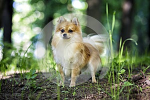 Cute Pomeranian dog