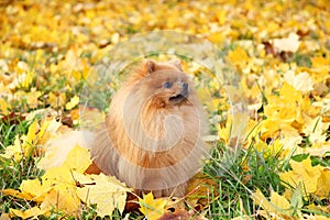 Cute pomeranian dog. Dog in autumn park. Pomeranian in autumn yellow leaves. Serious dog.
