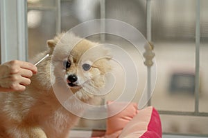 Cute Pomeranian dog with ear picking for cleaning from owner. Cleaning the dog`s ears on home background. pet grooming in stay