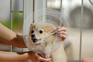 Cute Pomeranian dog with ear picking for cleaning from owner. Cleaning the dog`s ears on home background. pet grooming in stay