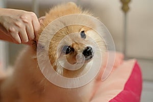 Cute Pomeranian dog with ear picking for cleaning from owner. Cleaning the dog`s ears on home background. pet grooming in stay