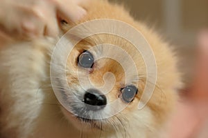 Cute Pomeranian dog with ear picking for cleaning from owner. Cleaning the dog`s ears on home background. pet grooming in stay