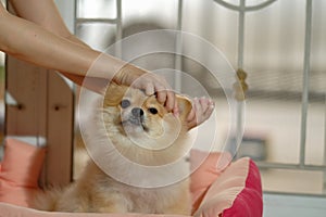 Cute Pomeranian dog with ear picking for cleaning from owner. Cleaning the dog`s ears on home background. pet grooming in stay