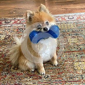Cute Pomeranian dog with large blue toy bone in mouth.