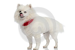 Cute pomeranian dog licking his mouth, wearing a red bandana