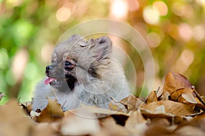 Cute Pomeranian dog relax on dry leaf, select focus