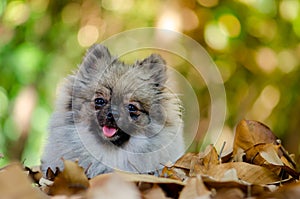 Cute Pomeranian dog relax on dry leaf, select focus