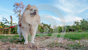 Cute pomeranian dog relax on green grass, motion is happy time, select focus