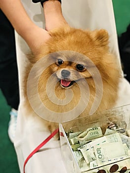 A cute Pomeranian dog is requesting donation in Thailand.