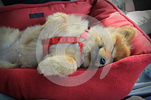 Cute Pomeranian dog sleeping in car while traveling.