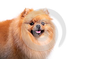 Cute Pomeranian dog smiling while looking at the camera