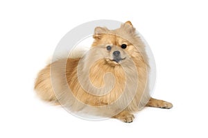 Cute Pomeranian dog on a white background