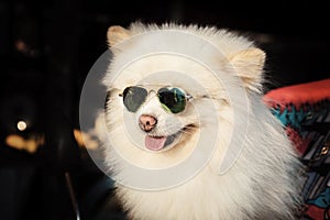 Cute Pomeranian dog with white fur wearing sunglasses