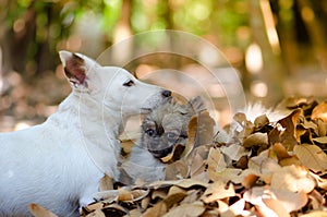 Cute Pomeranian and Jack Russell dog relax on dry leaf, select focus