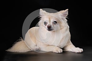 A cute pomeranian looks into the camera, lying on a black background. The concept of dog care