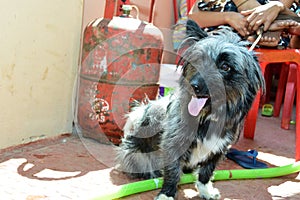 Cute Pomeranian mix lasha breed dog near green water pipe and LPG cylinder and flip plop