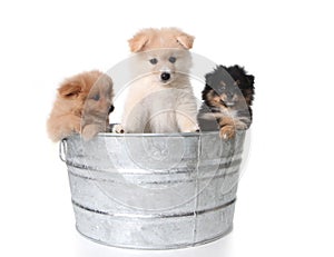 Cute Pomeranian Puppies in a Metal Washtub