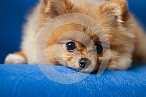 Cute Pomeranian puppy on a blue background photo