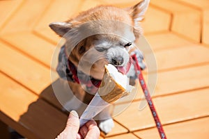 Cute Pomeranian puppy dog eat icecream