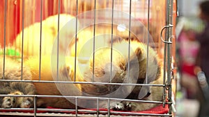 Cute pomeranian pups sleeping inside a cage on display for sale