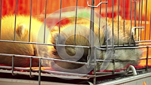 Cute pomeranian pups sleeping inside a cage on display for sale