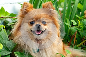 Cute pomeranian smiling dog on the grassy yard and posing for portraits in the green grass. Brown color
