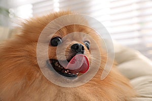 Cute Pomeranian spitz dog on papasan chair indoors