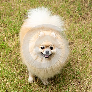 Cute Pomeranian Spitz on Green Grass Background