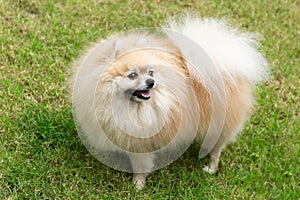 Cute Pomeranian Spitz on Green Grass Background