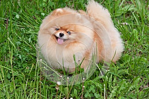 Cute pomeranian spitz puppy is looking at the camera. Zwergspitz or deutscher spitz.