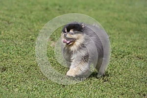 Cute pomeranian spitz puppy is running on a green grass in the summer park. Deutscher spitz or zwergspitz. Pet animals.