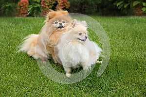 Cute Pomeranians on green grass. Dog walking