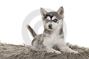 Cute pomsky puppy lying on a grey cushion looking at the camera with blue eyes on a white background