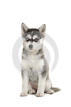 Cute pomsky puppy sitting on a white background looking at the camera with blue eyes
