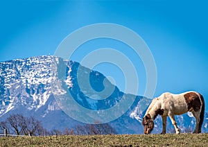 So cute Poney in countryside with mountains